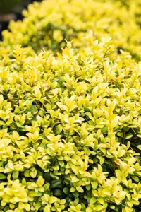 Buxus sem. 'Latifolia Maculata' - 45 CM BALL C15 - image 2