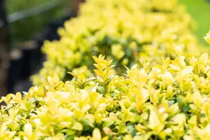 Buxus sem. 'Latifolia Maculata'