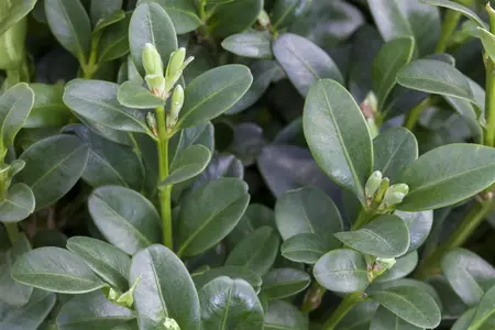 Buxus sem. 'Rotundifolia' - MULTISTEM 200-250 CM C600