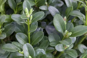 Buxus sem. 'Rotundifolia' - MULTISTEM 200-250 CM C600