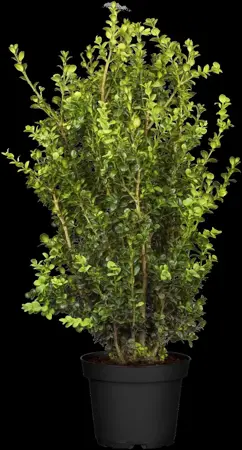 Buxus sem. 'Rotundifolia' - 20-30 CM BR - image 1