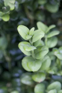 Buxus sempervirens - 30-35 CM BALL D7 - image 3
