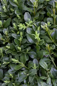 Buxus sempervirens - 30-35 CM BALL D7 - image 5