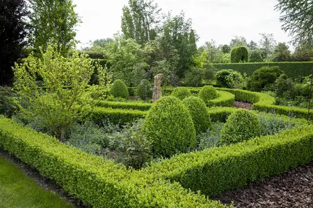 Buxus sempervirens - 30-35 CM BALL D7 - image 1