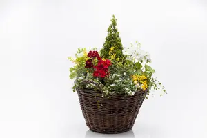 Buxus sempervirens - 30-35 CM BALL D7 - image 2