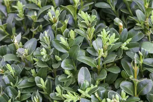 Buxus sempervirens - 30-35 CM BALL D7 - image 4