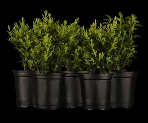 Buxus sempervirens - CUBE 35 CM RB - image 3