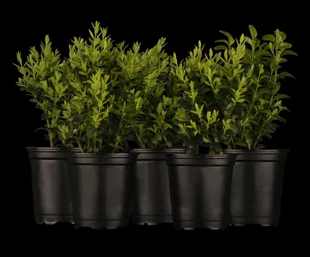 Buxus sempervirens - 60 CM BALL ROOTBALL         - image 3