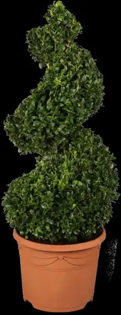 Buxus sempervirens - BALL 60-70 CM RB - image 1