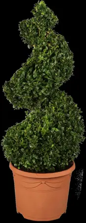 Buxus sempervirens - 60 CM BALL ROOTBALL         - image 1