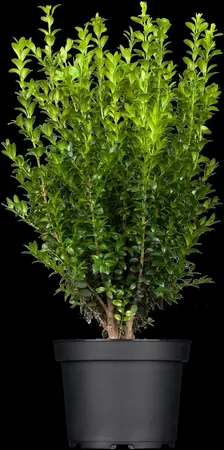 Buxus sempervirens - 60 CM BALL ROOTBALL         - image 5