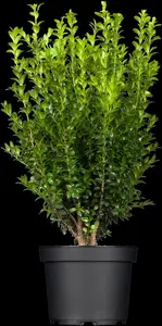 Buxus sempervirens - 60 CM BALL ROOTBALL         - image 5