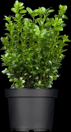 Buxus sempervirens - 100-125 CM PYR C25 - image 4