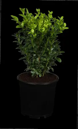 Buxus sempervirens - 60 CM BALL ROOTBALL         - image 2