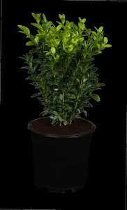 Buxus sempervirens - 60 CM BALL ROOTBALL         - image 2