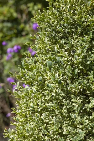 Buxus sempervirens 'Elegantissima' - 80-100 CM CONE RB. - image 3