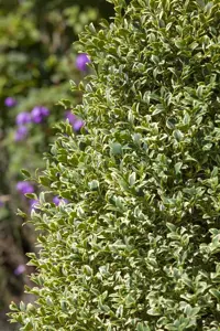Buxus sempervirens 'Elegantissima' - 80-100 CM CONE RB. - image 3