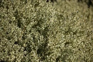 Buxus sempervirens 'Elegantissima' - 80-100 CM CONE RB. - image 2