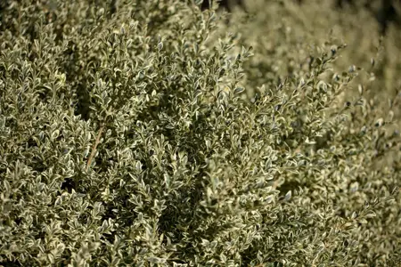 Buxus sempervirens 'Elegantissima' - 90 CM BALL C50 - image 2