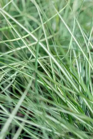 Calamagrostis acut. 'Avalanche' - 2 Ltr pot - image 2