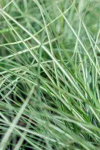 Calamagrostis acut. 'Avalanche' - 2 Ltr pot - image 2