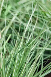Calamagrostis acut. 'Avalanche' - 2 Ltr pot - image 3