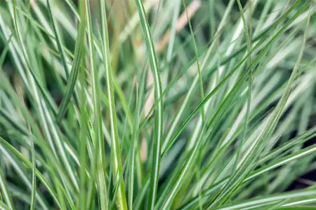 Calamagrostis acut. 'Avalanche' - 2 Ltr pot - image 4