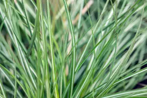 Calamagrostis acut. 'Avalanche' - 2 Ltr pot - image 4