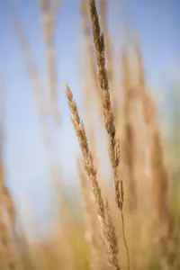 Calamagrostis acut. 'Karl Foerster'