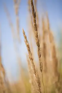 Calamagrostis acut. 'Karl Foerster' - 10 Ltr pot - image 5