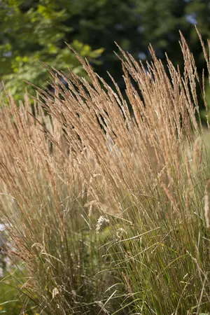 Calamagrostis acut. 'Karl Foerster' - 50-60 CM C5 - image 2