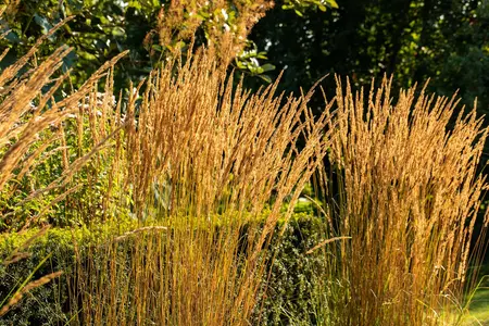 Calamagrostis acut. 'Karl Foerster' - 50-60 CM C5 - image 5