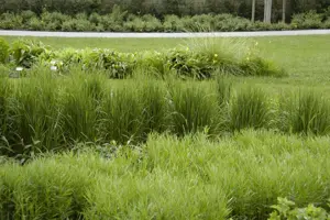 Calamagrostis acut. 'Karl Foerster' - 2 Ltr pot - image 3