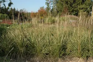 Calamagrostis acut. 'Karl Foerster' - 2 Ltr pot - image 4