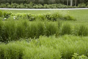 Calamagrostis acut. 'Karl Foerster' - 10 Ltr pot - image 3