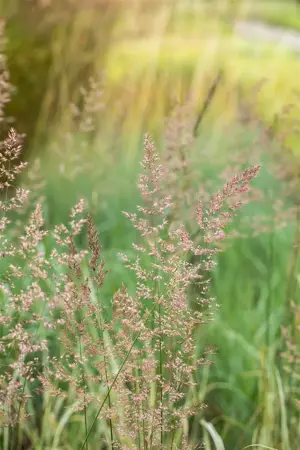 Calamagrostis acut. 'Overdam' - 2 Ltr pot - image 3