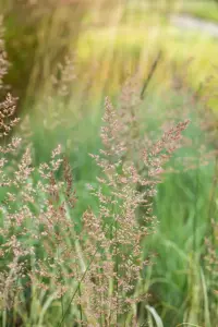 Calamagrostis acut. 'Overdam' - 2 Ltr pot - image 3