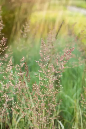 Calamagrostis acut. 'Overdam' - P13 - image 3