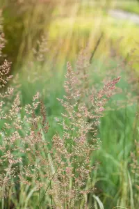 Calamagrostis acut. 'Overdam' - P13 - image 3