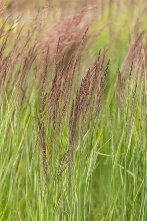 Calamagrostis acut. 'Overdam' - 2.5 Ltr pot - image 1
