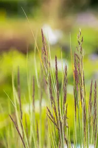 Calamagrostis acut. 'Overdam' - 2.5 Ltr pot - image 5