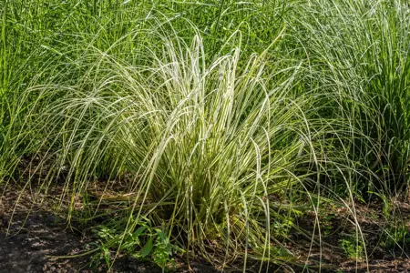 Calamagrostis acut. 'Overdam' - 2 Ltr pot - image 4