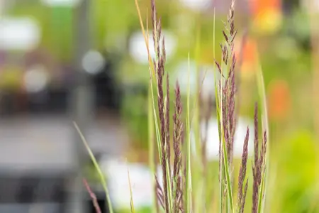 Calamagrostis acut. 'Overdam' - 2 Ltr pot - image 5