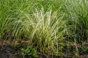 Calamagrostis acut. 'Overdam' - 2.5 Ltr pot - image 3