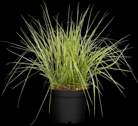 Calamagrostis acut. 'Overdam' - 2 Ltr pot - image 1