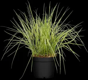 Calamagrostis acut. 'Overdam'