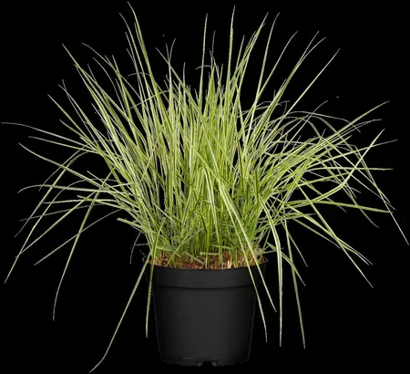 Calamagrostis acut. 'Overdam' - P13 - image 1