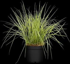 Calamagrostis acut. 'Overdam' - P13 - image 1