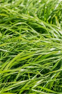 Calamagrostis acut. 'Waldenbuch' - P9 - image 5