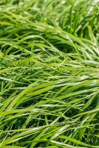 Calamagrostis acut. 'Waldenbuch' - 5 Ltr pot - image 5